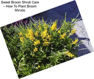 Sweet Broom Shrub Care – How To Plant Broom Shrubs