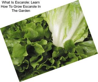 What Is Escarole: Learn How To Grow Escarole In The Garden
