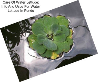 Care Of Water Lettuce: Info And Uses For Water Lettuce In Ponds