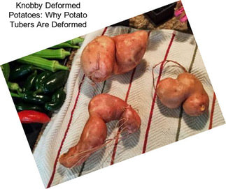 Knobby Deformed Potatoes: Why Potato Tubers Are Deformed