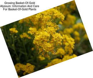Growing Basket-Of-Gold Alyssum: Information And Care For Basket-Of-Gold Plants