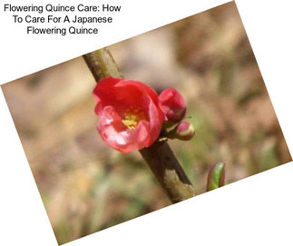 Flowering Quince Care: How To Care For A Japanese Flowering Quince