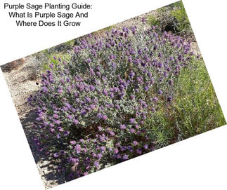 Purple Sage Planting Guide: What Is Purple Sage And Where Does It Grow