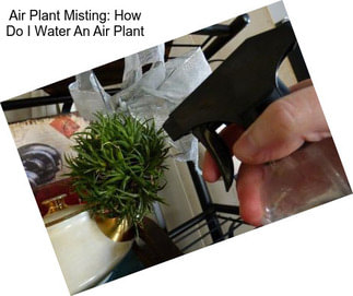 Air Plant Misting: How Do I Water An Air Plant