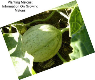 Planting Melons: Information On Growing Melons