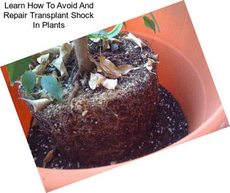 Learn How To Avoid And Repair Transplant Shock In Plants
