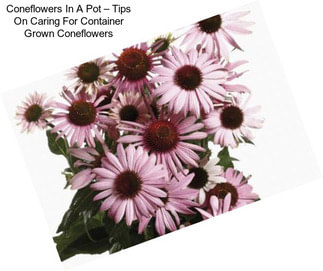 Coneflowers In A Pot – Tips On Caring For Container Grown Coneflowers