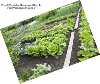 Zone 8 Vegetable Gardening: When To Plant Vegetables In Zone 8