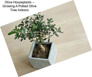 Olive Houseplants – Growing A Potted Olive Tree Indoors