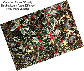 Common Types Of Holly Shrubs: Learn About Different Holly Plant Varieties