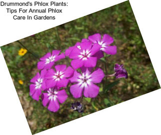 Drummond\'s Phlox Plants: Tips For Annual Phlox Care In Gardens