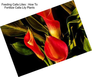 Feeding Calla Lilies : How To Fertilize Calla Lily Plants