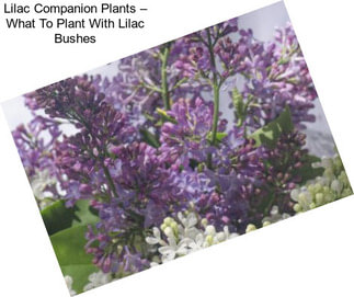 Lilac Companion Plants – What To Plant With Lilac Bushes
