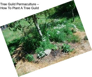 Tree Guild Permaculture – How To Plant A Tree Guild