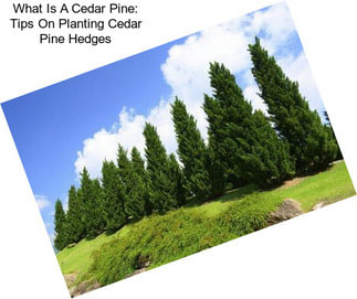 What Is A Cedar Pine: Tips On Planting Cedar Pine Hedges