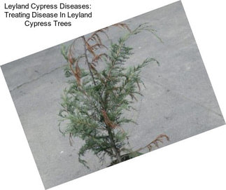 Leyland Cypress Diseases: Treating Disease In Leyland Cypress Trees