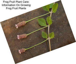 Frog Fruit Plant Care: Information On Growing Frog Fruit Plants
