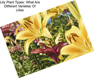 Lily Plant Types: What Are Different Varieties Of Lilies