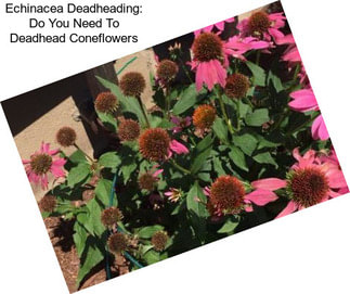 Echinacea Deadheading: Do You Need To Deadhead Coneflowers