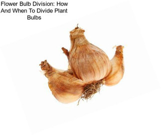 Flower Bulb Division: How And When To Divide Plant Bulbs