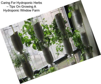 Caring For Hydroponic Herbs – Tips On Growing A Hydroponic Window Farm