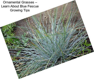 Ornamental Grasses – Learn About Blue Fescue Growing Tips