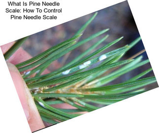 What Is Pine Needle Scale: How To Control Pine Needle Scale