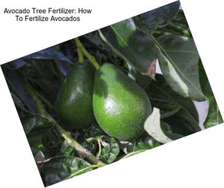 Avocado Tree Fertilizer: How To Fertilize Avocados
