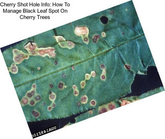 Cherry Shot Hole Info: How To Manage Black Leaf Spot On Cherry Trees