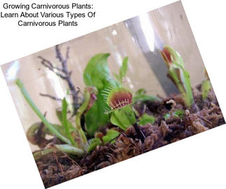 Growing Carnivorous Plants: Learn About Various Types Of Carnivorous Plants