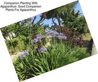 Companion Planting With Agapanthus: Good Companion Plants For Agapanthus