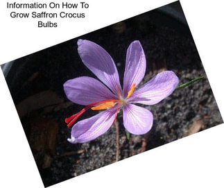 Information On How To Grow Saffron Crocus Bulbs