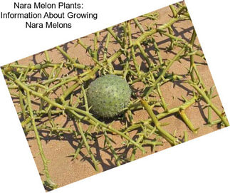 Nara Melon Plants: Information About Growing Nara Melons