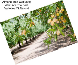 Almond Tree Cultivars: What Are The Best Varieties Of Almond