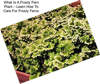 What Is A Frosty Fern Plant – Learn How To Care For Frosty Ferns