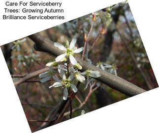 Care For Serviceberry Trees: Growing Autumn Brilliance Serviceberries