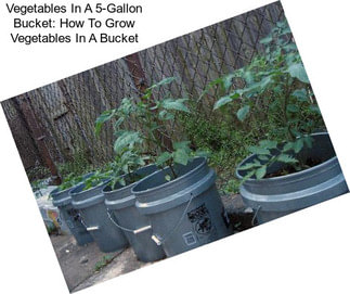 Vegetables In A 5-Gallon Bucket: How To Grow Vegetables In A Bucket