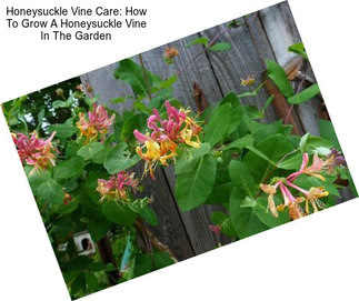 Honeysuckle Vine Care: How To Grow A Honeysuckle Vine In The Garden