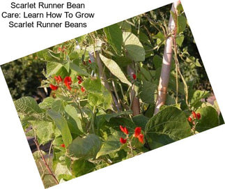 Scarlet Runner Bean Care: Learn How To Grow Scarlet Runner Beans