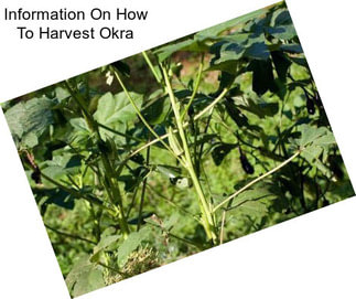 Information On How To Harvest Okra