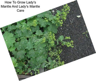 How To Grow Lady\'s Mantle And Lady\'s Mantle Care