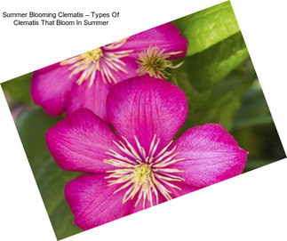 Summer Blooming Clematis – Types Of Clematis That Bloom In Summer