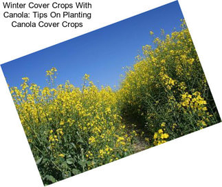 Winter Cover Crops With Canola: Tips On Planting Canola Cover Crops