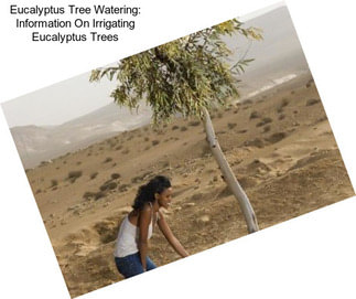 Eucalyptus Tree Watering: Information On Irrigating Eucalyptus Trees