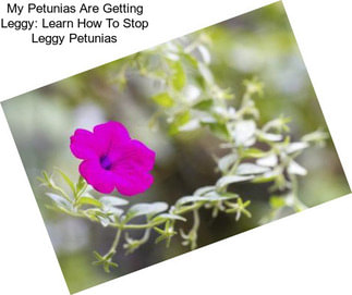 My Petunias Are Getting Leggy: Learn How To Stop Leggy Petunias