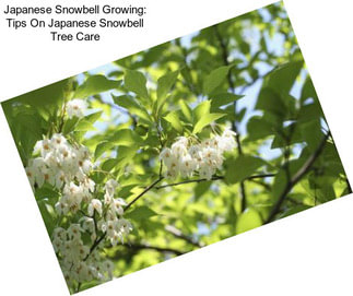 Japanese Snowbell Growing: Tips On Japanese Snowbell Tree Care