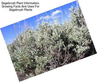 Sagebrush Plant Information: Growing Facts And Uses For Sagebrush Plants