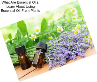What Are Essential Oils: Learn About Using Essential Oil From Plants