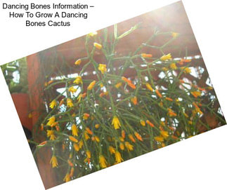 Dancing Bones Information – How To Grow A Dancing Bones Cactus