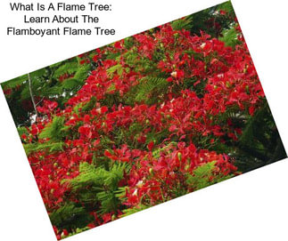What Is A Flame Tree: Learn About The Flamboyant Flame Tree